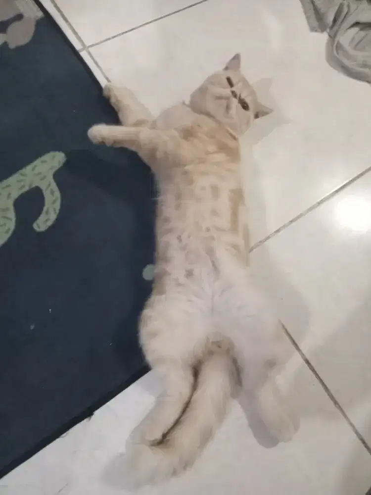 Persia peaknose x bsh jantan