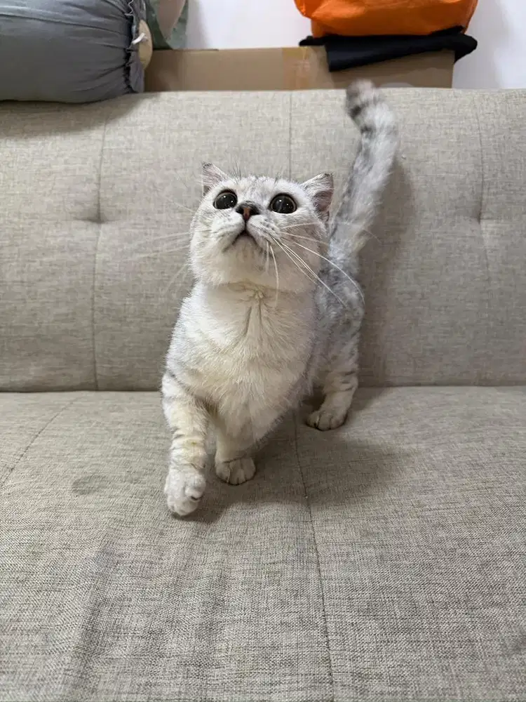 MUNCHKIN GAELIC SILVER JANTAN