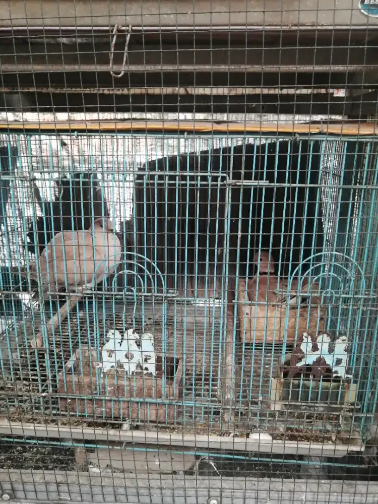 Sepasang puter pelung