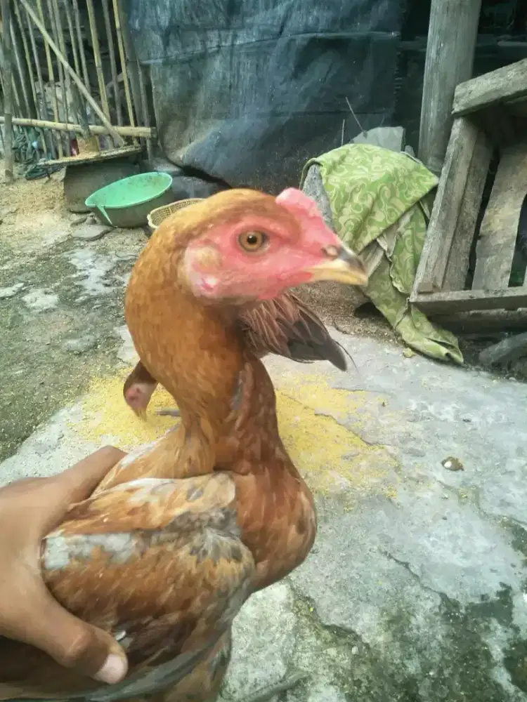ayam bangkok Bulbi trah Mangon / Pakhoy