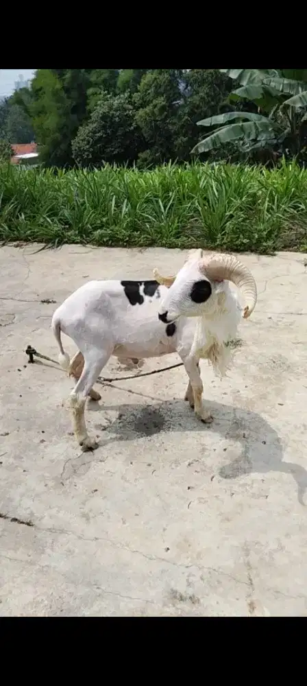 Jual domba untuk akikahan