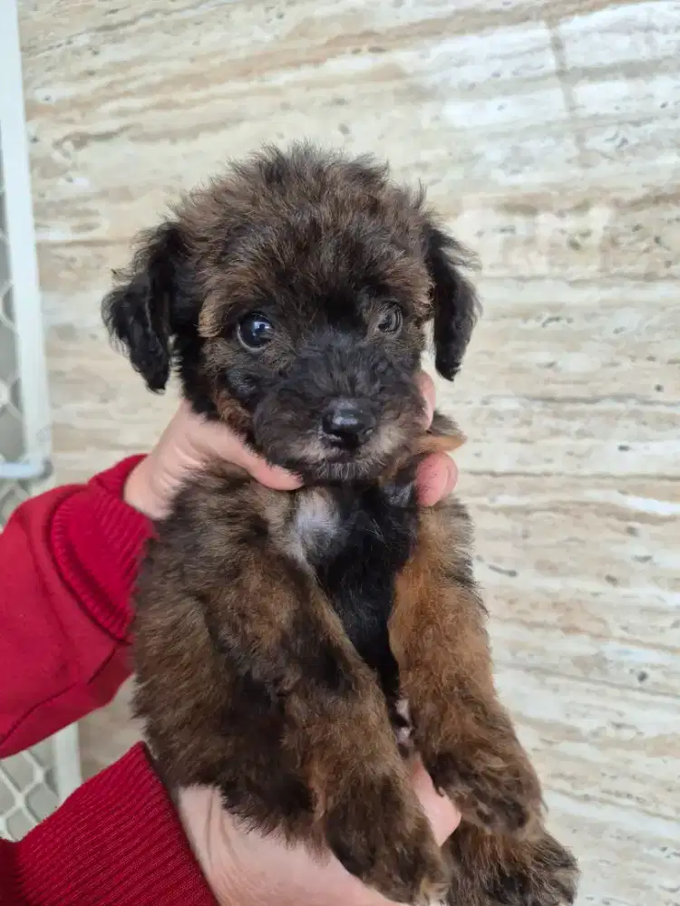 Jual borongan toy poodle phantom