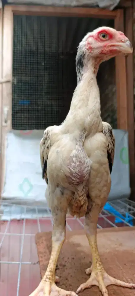 Anakan jantan ayam shamo Eropa 3c cerah