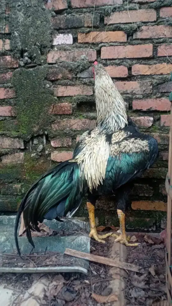 Ayam bangkok warna jali