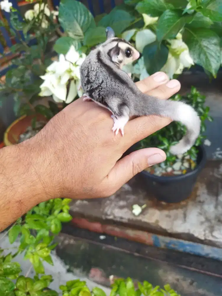 Sugar Glider mozaic