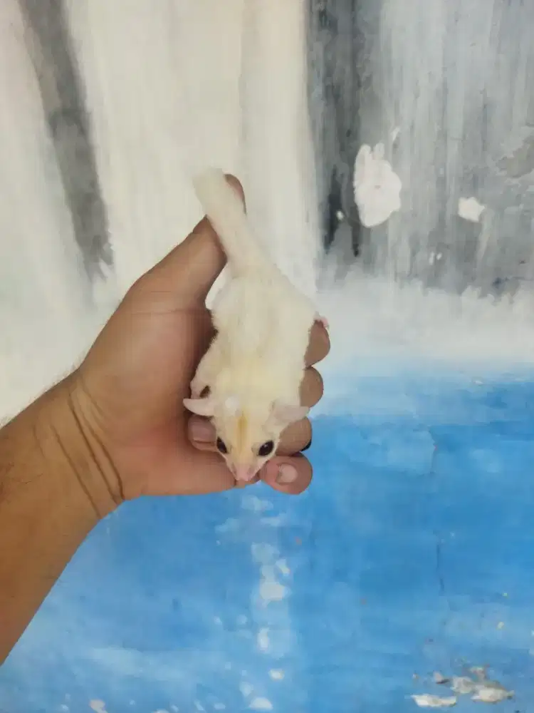 Sugar Glider creamos jantan