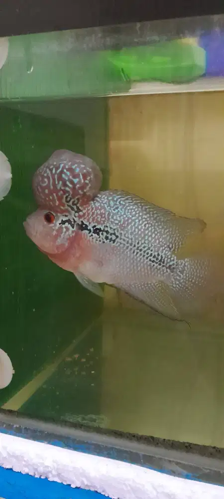 Lohan koleksi pribadi