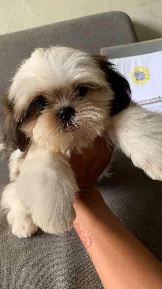 surabaya Anjing shihtzu shih tzu shitzu shitsu sitzhu