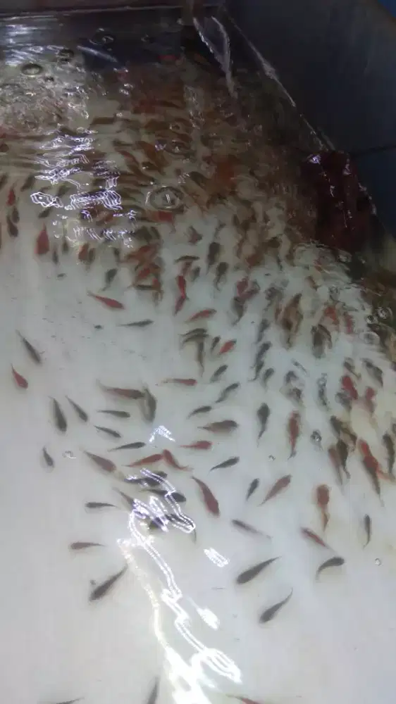 Ikan pakan paket 30 ekor