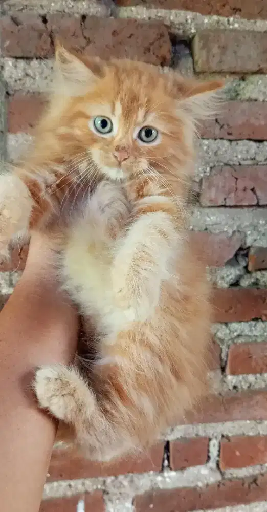 Anak kucing anggora/kitten persia jantan /kucing persia jantan