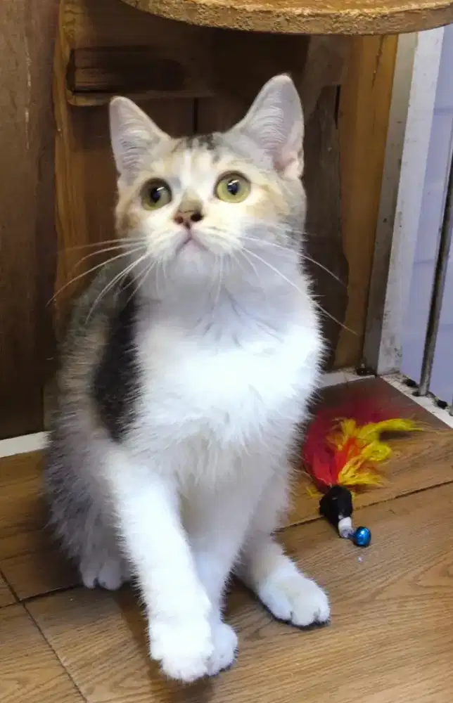 Kucing kitten munchkin bsh non standart (tdk cebol)