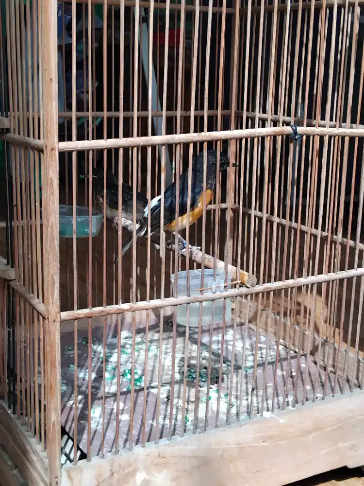 Murai trotol mw jadi pastol