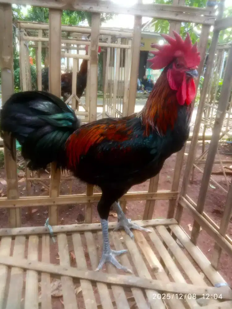 AYAM PELUNG JAGO