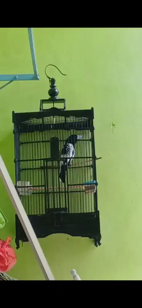 JAGAL PAPUA JANTAN REMAJA