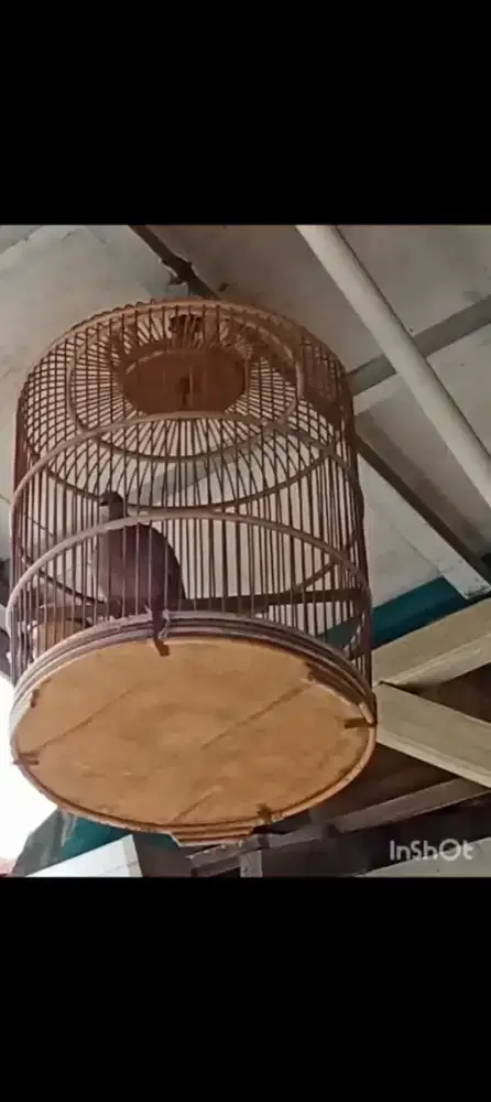 Tekukur kuk 3 multikuk