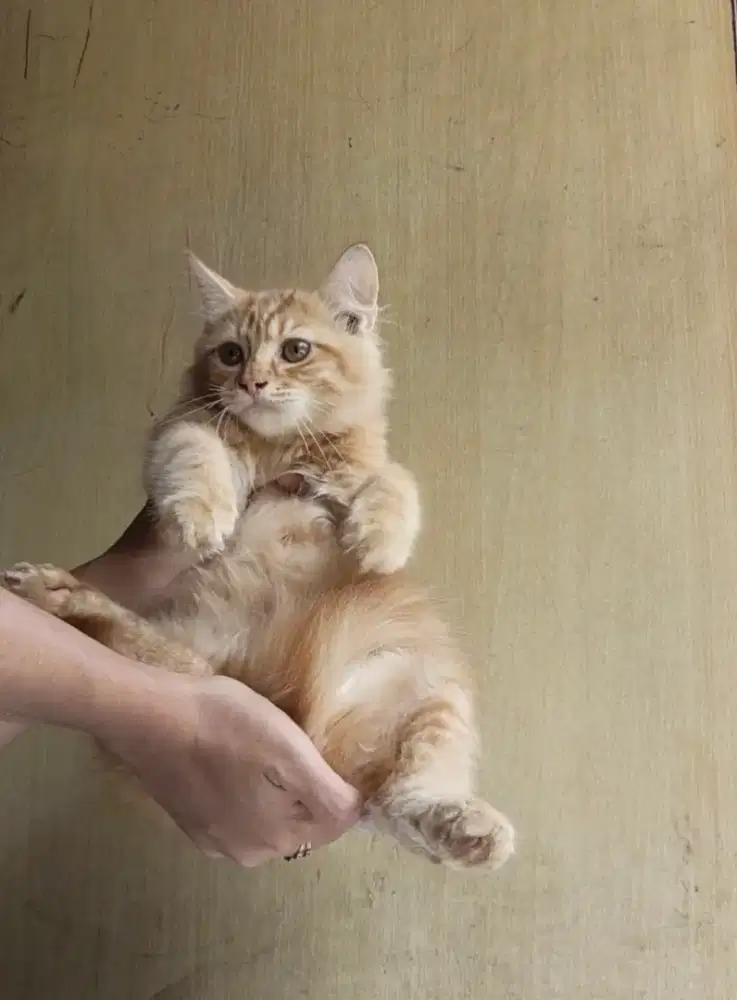 Kitten Persia bigbone jantan