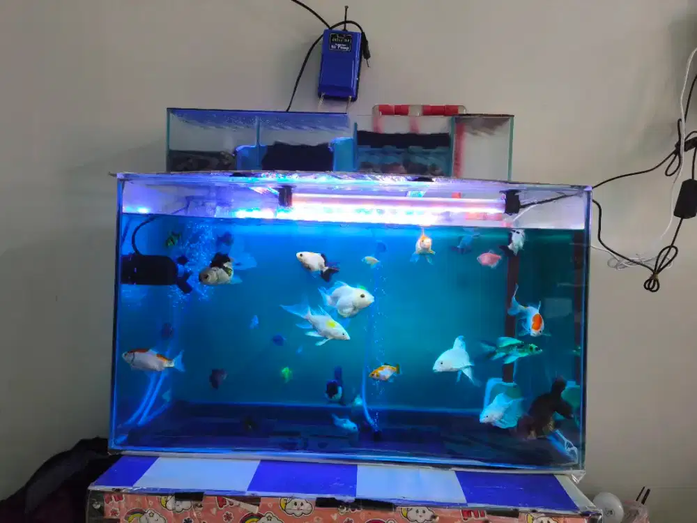 Aquarium Uk 60/40 Lengkap
