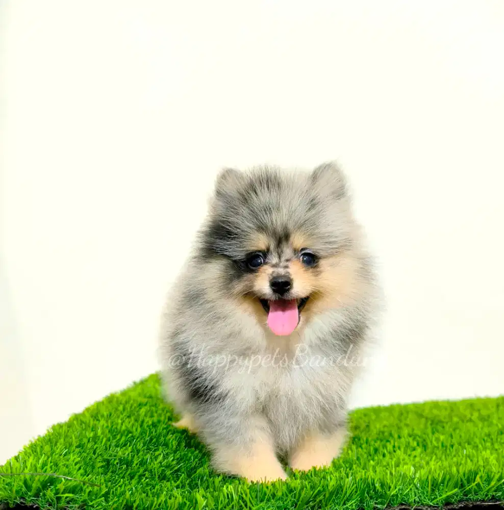 Super Minipom Blue merle Tan