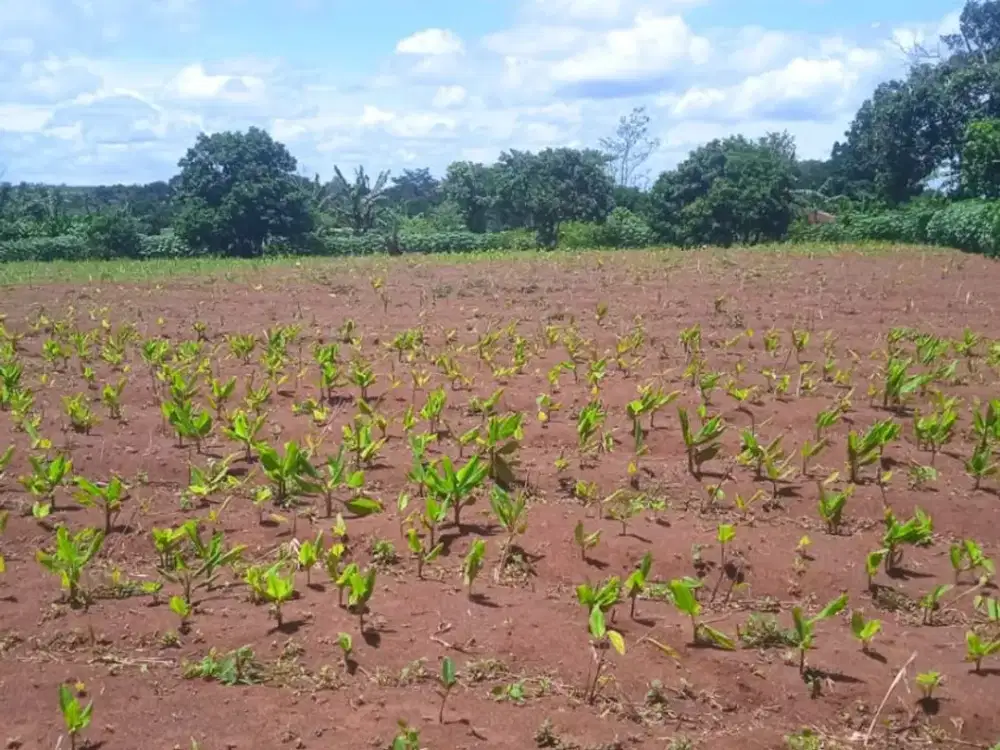 Tanah Lokasi Strategis di Sangiang Maja, Lebak