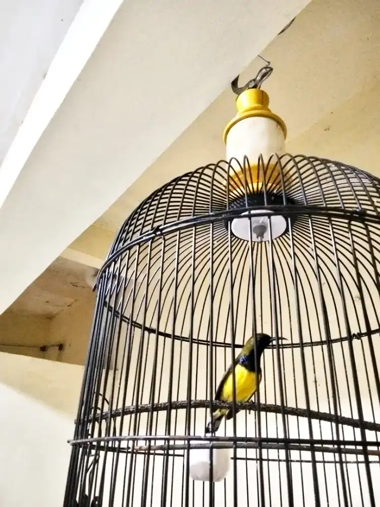 Jual burung konin prospek