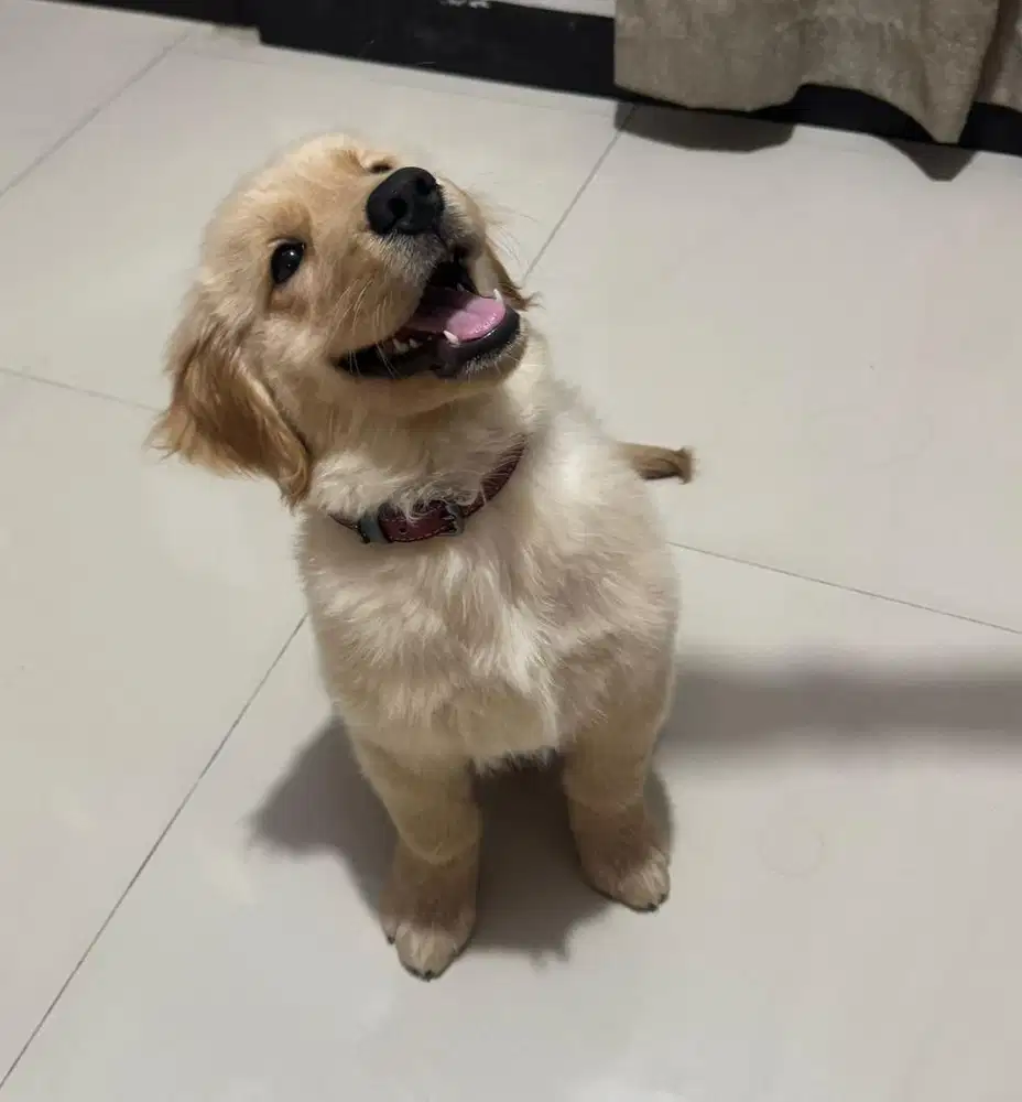 Anjing Golden Retriever Puppy 3 Bulan - Bloodline Ina Champion