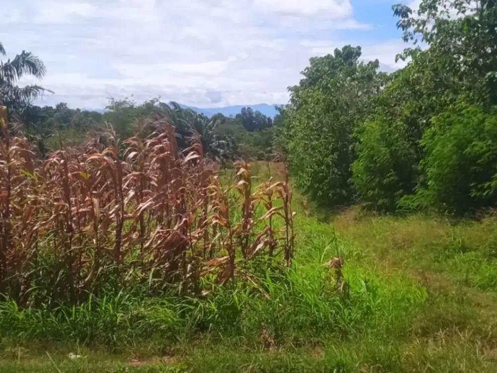 Tanah Luas 14 Hektar Lokasi Strategis Maja
