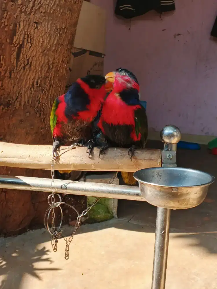 Burung parkit merah sepasang