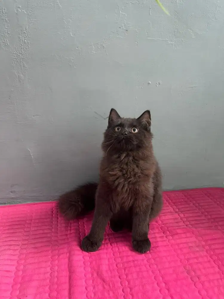 kucing scottish straight jantan longhair