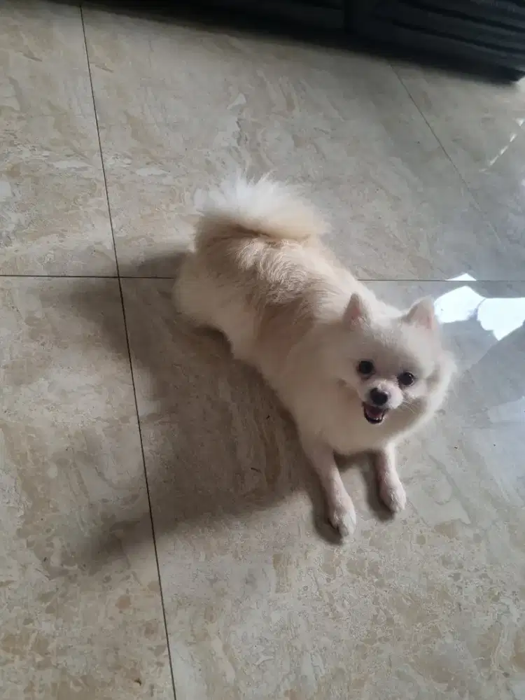 Pomeranian pom stambum vaksin