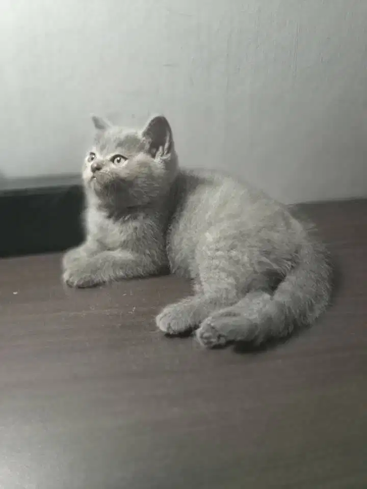 BSH NON PED ABU BETINA