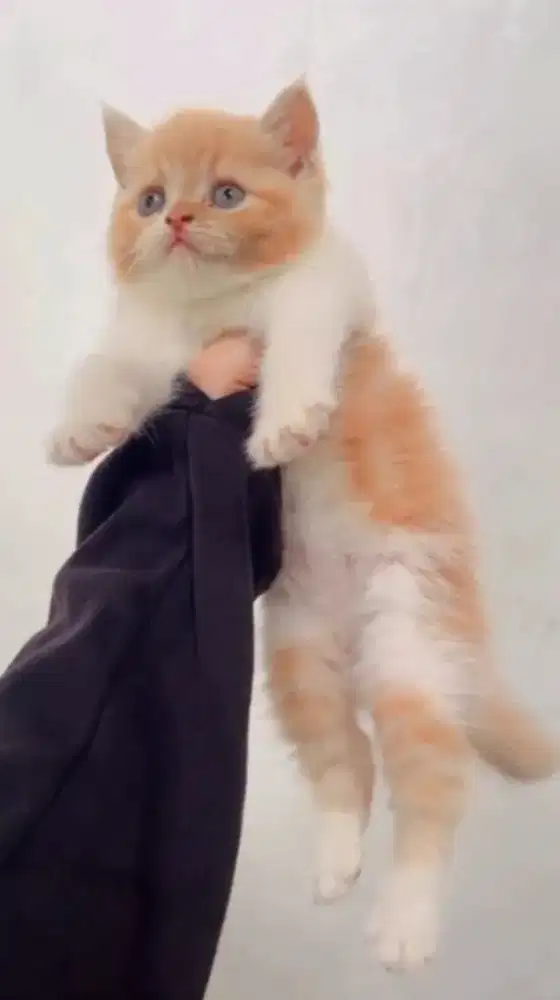 Kucing Persia Flatnose Shorthair