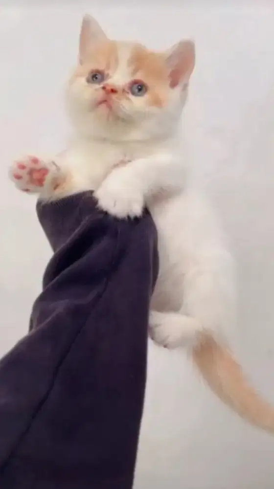 Persia Flatnose Shorthair