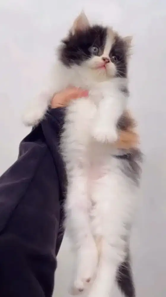 Kucing persia flat longhair Calico