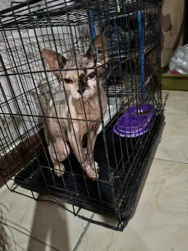 Kucing sphynx jantan