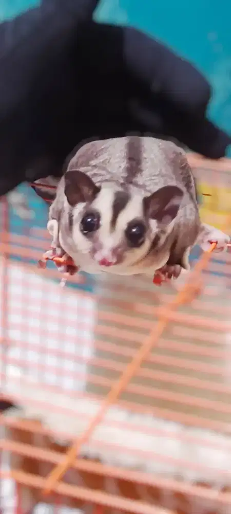 Sugar Glider CG terawat