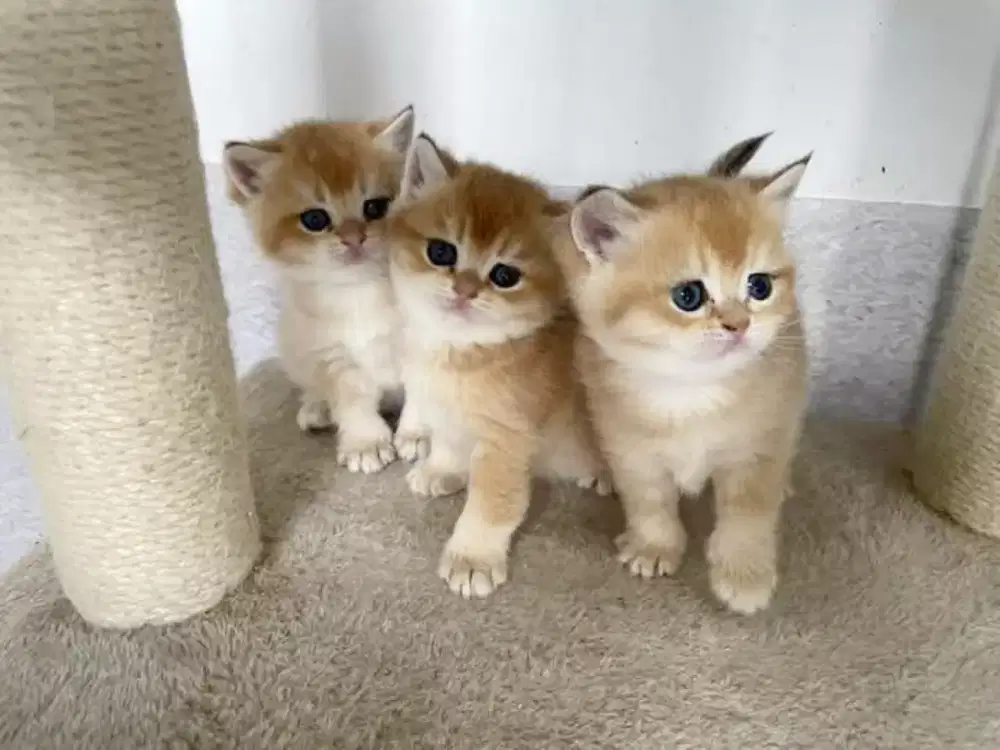 DIJUAL ANAK KUCING BRITISH GOLDEN