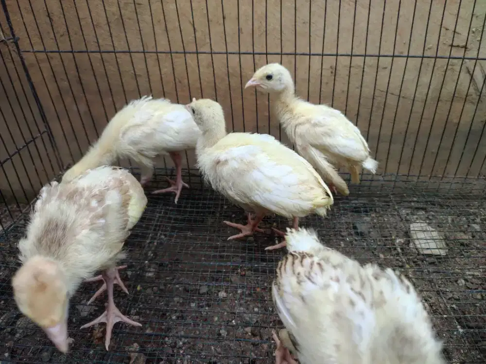 Anakan Kalkun umur 2 minggu