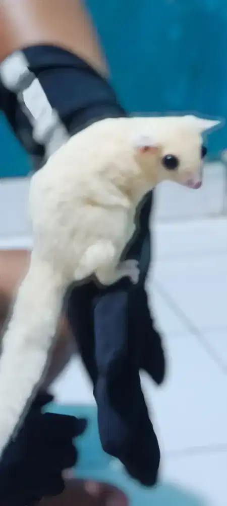 Sugar Glider Leucuistic
