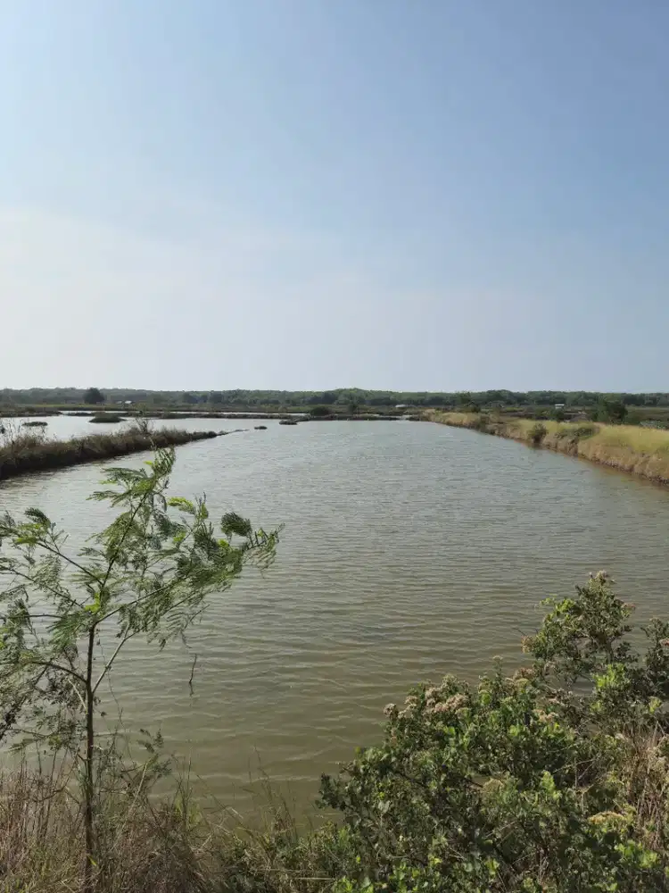 Tanah (empang) luas 33.050 m2, Karangantu, Kec. Kasemen, Kota Serang