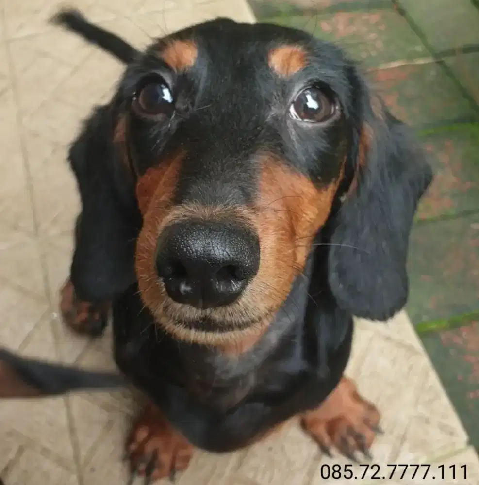 Anak anjing Tekel / Dachshund, jantan, minat srius WA no di foto