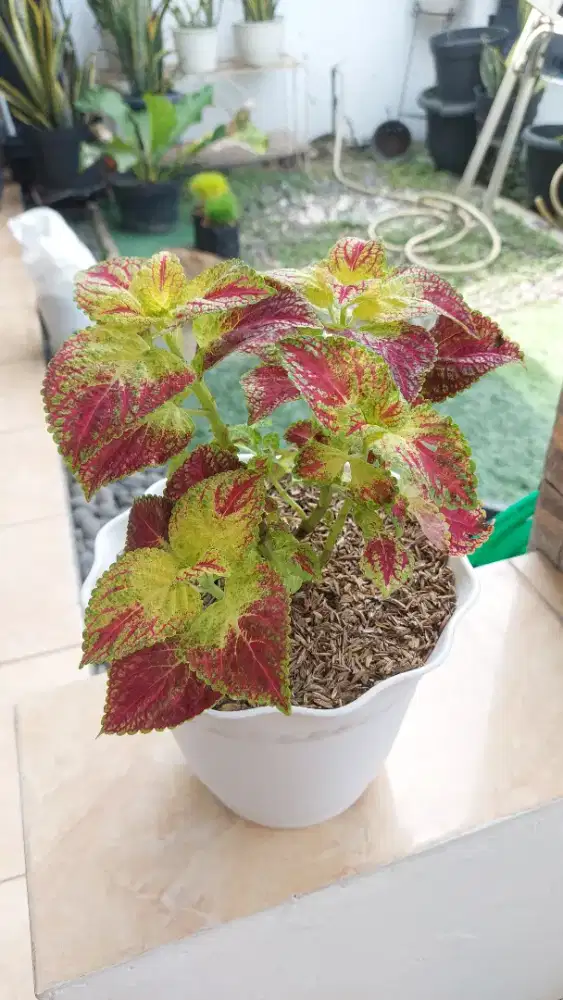 Tanaman Hias Miana + pot putih esthetic