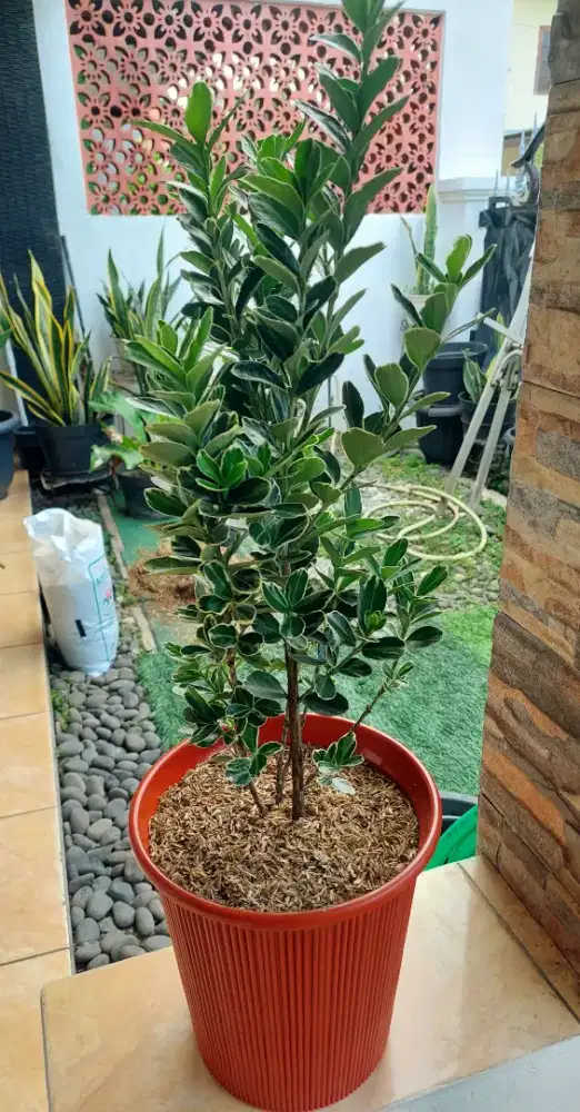 Tanaman hias + Pot cokelat esthetic