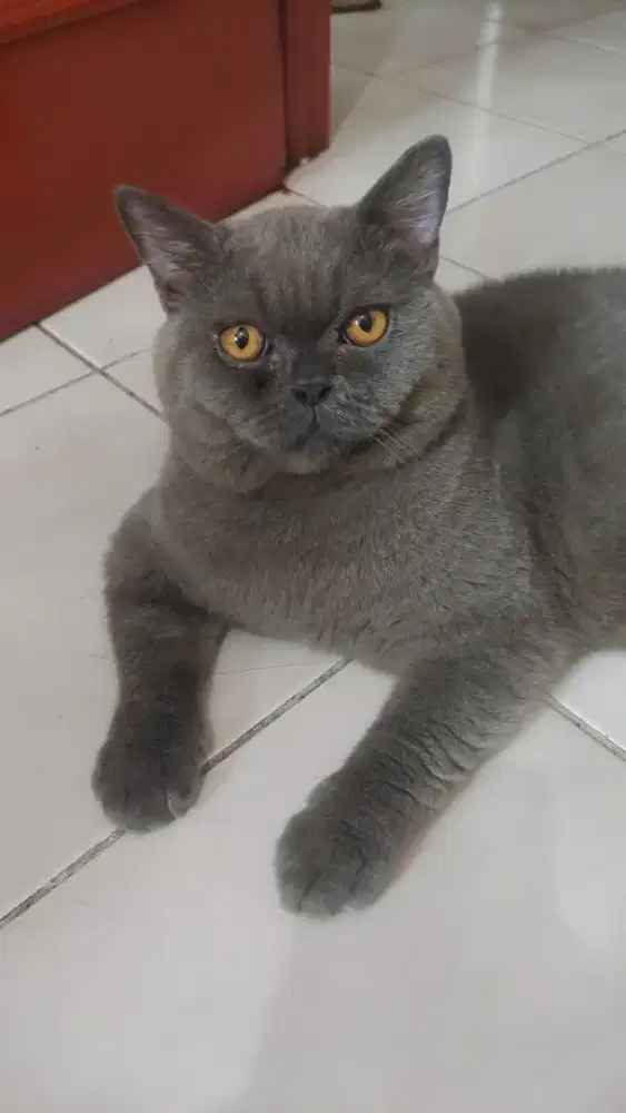 kucing bsh jantan