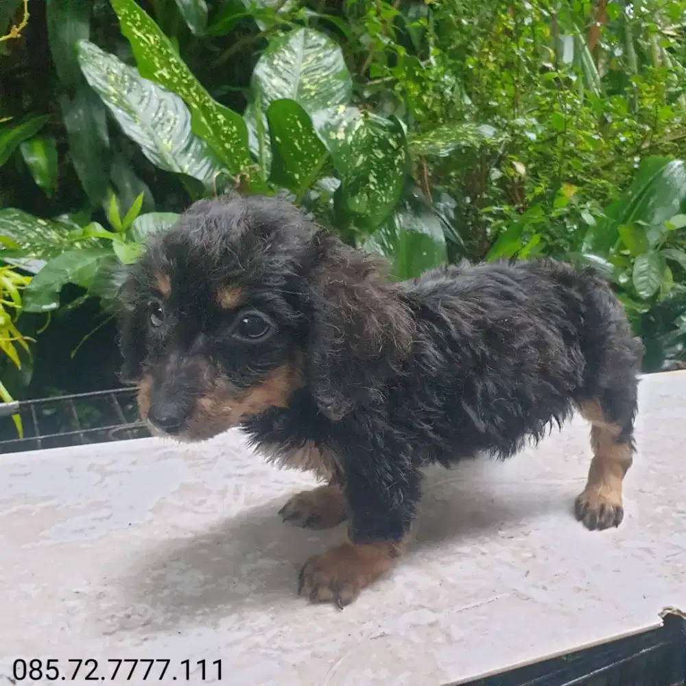 Anak anjing Tekel / Dachshund, Longhair, Betina, minat serius WA