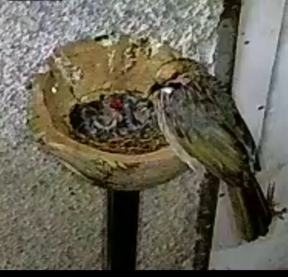 Sepasang burung cucak rowo produktif