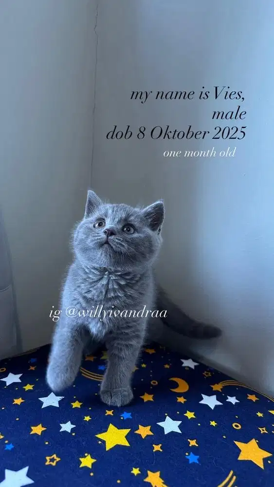 Kucing BSH Kitten Blue Solid