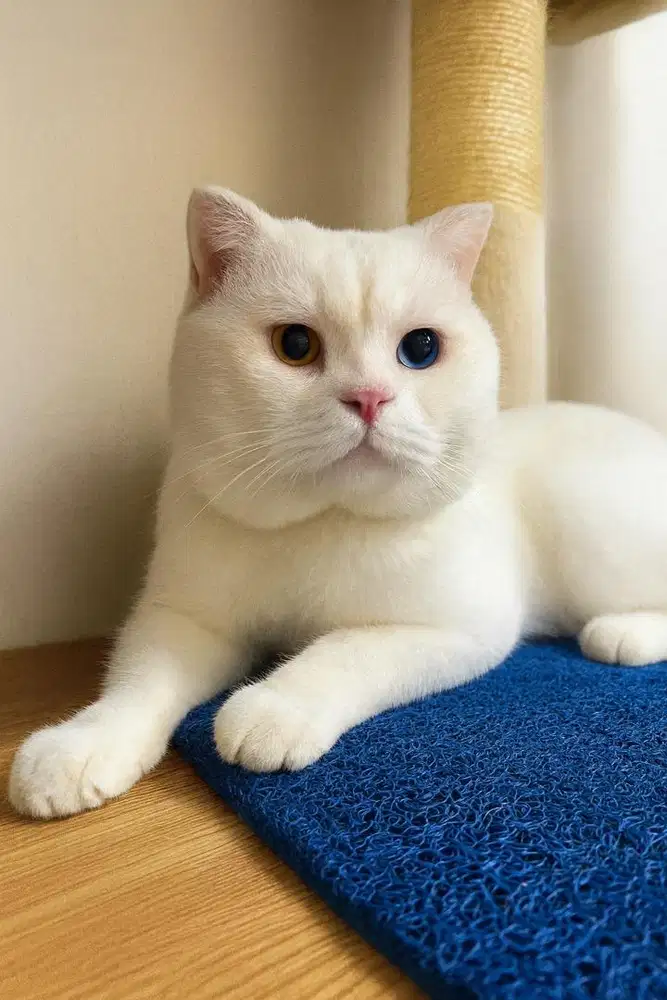 Jasa Pacak Kucing Scottis Big Bone