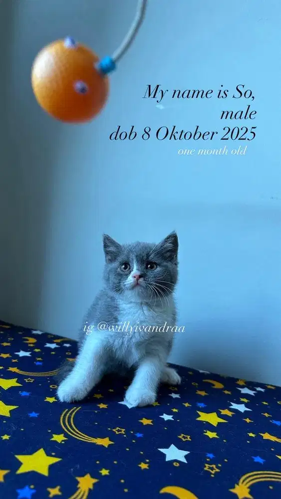 Kucing BSH Kitten Bicolor