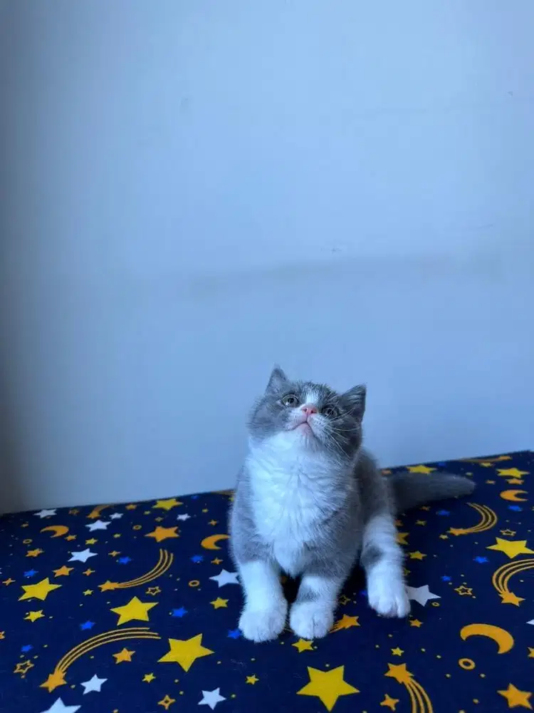 Kucing BSH Kitten Bicolor