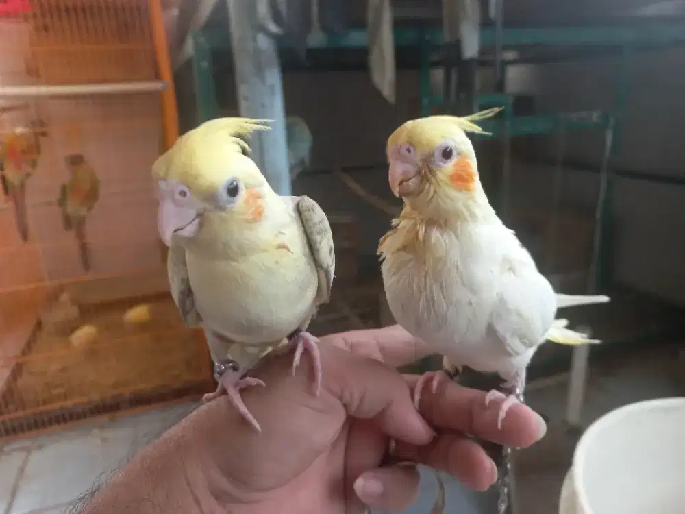 Burung Falk sepasang